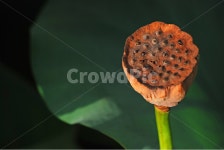 연자육, 연꽃씨, 연자, 연육, 약용식물, 사진,이미지,일러스트,캘리그라피 - space작가 크라우드픽 - 저작권 걱정 없는 상업용 이미지