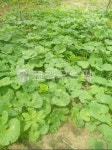 머위, 머위밭, 식물, plant, 채소, 사진,이미지,일러스트,캘리그라피 - 도리도리동동작가 크라우드픽 - 저작권 걱정 없는 상업용 이미지