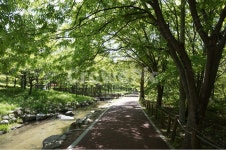 봄, 상림공원, 나무, 초록, 하늘, 사진,이미지,일러스트,캘리그라피 - 은하수작가 크라우드픽 - 저작권 걱정 없는 상업용 이미지