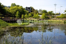 자연, 생태공원, 습지, 연못, 대전, 사진,이미지,일러스트,캘리그라피 - 비갠날의오후작가 크라우드픽 - 저작권 걱정 없는 상업용 이미지