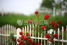 순천만국가정원1호, 테마공원, 자연생태공원, 자연, 옥외, 사진,이미지,일러스트,캘리그라피 - pandora4077작가 크라우드픽 - 저작권 걱정... 