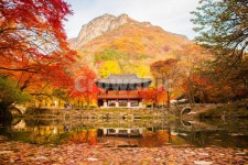 장성, 백양사, 쌍계루, 단풍, 가을, 사진,이미지,일러스트,캘리그라피 - 세담작가 크라우드픽 - 저작권 걱정 없는 상업용 이미지