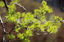 tree, 나무, plant, 식물, 새순, 사진,이미지,일러스트,캘리그라피 - benjamin작가 크라우드픽 - 저작권 걱정 없는 상업용 이미지