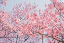 봄, 봄꽃, spring, 봄내음, 봄향기, 사진,이미지,일러스트,캘리그라피 - Glees작가 크라우드픽 - 저작권 걱정 없는 상업용 이미지