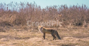 위협, 여우, 산, 산여우, 하품, 사진,이미지,일러스트,캘리그라피 - rasiel작가 크라우드픽 - 저작권 걱정 없는 상업용 이미지