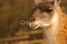 동물, 포유류, 라마, 초식동물, 라마얼굴, 사진,이미지,일러스트,캘리그라피 - kexiar작가 크라우드픽 - 저작권 걱정 없는 상업용 이미지