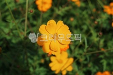 코스모스, 가을, 만개, 활짝핌, 꽃, 사진,이미지,일러스트,캘리그라피 - joyful987작가 크라우드픽 - 저작권 걱정 없는 상업용 이미지