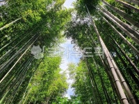 숲, 나무, 대나무, 하늘, 자연, 사진,이미지,일러스트,캘리그라피 - 바오로작가 크라우드픽 - 저작권 걱정 없는 상업용 이미지