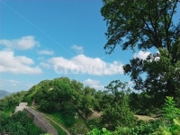 산성, 나무, tree, 초록, 성, 사진,이미지,일러스트,캘리그라피 - Nrabblt0701작가 크라우드픽 - 저작권 걱정 없는 상업용 이미지