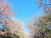 cherryblossom, 벚꽃, flower, blossom, 꽃, 사진,이미지,일러스트,캘리그라피 - bisori작가 크라우드픽 - 저작권 걱정 없는 상업용 이미지