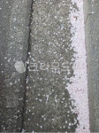 꽃잎, 벚꽃잎, 떨어진꽃잎, nature, 꽃, 사진,이미지,일러스트,캘리그라피 - 희야리작가 크라우드픽 - 저작권 걱정 없는 상업용 이미지