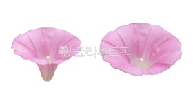 꽃누끼, 메꽃, 분홍꽃, 생화누끼, 꽃잎누끼, 사진,이미지,일러스트,캘리그라피 - 오랑지나작가 크라우드픽 - 저작권 걱정 없는 상업용 이미지
