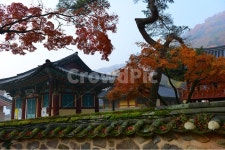 전남, 장성, 백양사, 백양사가을, 추색, 사진,이미지,일러스트,캘리그라피 - 영산공작가 크라우드픽 - 저작권 걱정 없는 상업용 이미지