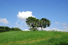 나무, 소나무, 초원, 언덕, 풍경, 사진,이미지,일러스트,캘리그라피 - 프리이미지작가 크라우드픽 - 저작권 걱정 없는 상업용 이미지