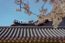 벚꽃, 기와, 잡상, 고궁, 조선, 사진,이미지,일러스트,캘리그라피 - 소솟송작가 크라우드픽 - 저작권 걱정 없는 상업용 이미지