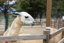 라마, 동물, animal, 포유류, zoo, 사진,이미지,일러스트,캘리그라피 - LEOZEDI작가 크라우드픽 - 저작권 걱정 없는 상업용 이미지