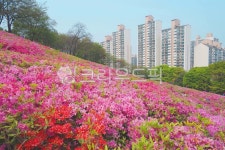 철쭉, 분홍색, 철쭉동산, blossom, 꽃, 사진,이미지,일러스트,캘리그라피 - 가욤작가 크라우드픽 - 저작권 걱정 없는 상업용 이미지