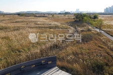 소래습지, 소래습지생태공원, 공원, 생태보전, 갈대밭, 사진,이미지,일러스트,캘리그라피 - Deep bLUE작가 크라우드픽 - 저작권 걱정 없는... 