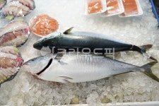 해산물, 해물, 식재료, 시장, 수산시장, 사진,이미지,일러스트,캘리그라피 - pb이로작가 크라우드픽 - 저작권 걱정 없는 상업용 이미지