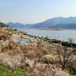 매화, 매화꽃, 매화밭, 매화농장, 봄꽃, 사진,이미지,일러스트,캘리그라피 - BUSAN OPPA작가 크라우드픽 - 저작권 걱정 없는 상업용 이미지