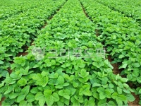 배경, 백그라운드, 밭, 콩밭, 농작물, 사진,이미지,일러스트,캘리그라피 - 네모유작가 크라우드픽 - 저작권 걱정 없는 상업용 이미지