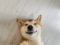 시바견, 웃는강아지, 웃는시바견, animal, 강아지, 사진,이미지,일러스트,캘리그라피 - kkj작가 크라우드픽 - 저작권 걱정 없는 상업용 이미지