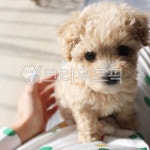 강아지, 개, 애완동물, dog, pet, 사진,이미지,일러스트,캘리그라피 - 비튤립작가 크라우드픽 - 저작권 걱정 없는 상업용 이미지