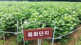 목화단지, 목화꽃, 꽃밭, 식물, cottonflowers, 사진,이미지,일러스트,캘리그라피 - 초록요정 레이첼작가 크라우드픽 - 저작권 걱정 없는... 