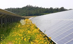 태양광, 태양광발전, 국화, 태양광발전소, 발전소, 사진,이미지,일러스트,캘리그라피 - Nmystages작가 크라우드픽 - 저작권 걱정 없는 상업용... 