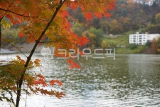 leaf, 잎, tree, 나무, maple, 사진,이미지,일러스트,캘리그라피 - delightmm96작가 크라우드픽 - 저작권 걱정 없는 상업용 이미지