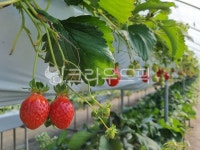 식물, plant, 딸기농장, 하우스, 딸기, 사진,이미지,일러스트,캘리그라피 - 토트넘에이스작가 크라우드픽 - 저작권 걱정 없는 상업용 이미지