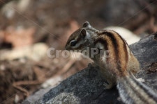 다람쥐, 줄무늬다람쥐, 동물, squirrel, chipmunk, 사진,이미지,일러스트,캘리그라피 - 산사람작가 크라우드픽 - 저작권 걱정 없는 상업용... 