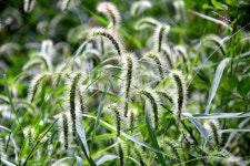 강아지풀, 식물, 자연, 역광, 숲, 사진,이미지,일러스트,캘리그라피 - 한없는기쁨작가 크라우드픽 - 저작권 걱정 없는 상업용 이미지