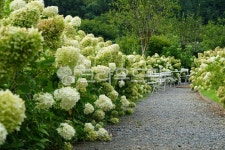수국, garden, 정원, gravel, 자갈, 사진,이미지,일러스트,캘리그라피 - circloser작가 크라우드픽 - 저작권 걱정 없는 상업용 이미지