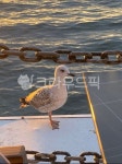 bird, 갈매기, seagull, 바다, 일출, 사진,이미지,일러스트,캘리그라피 - 김한스작가 크라우드픽 - 저작권 걱정 없는 상업용 이미지