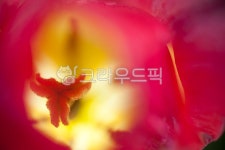 튤립, 빛, 아침, 접사, 구성, 사진,이미지,일러스트,캘리그라피 - 윤슬아작가 크라우드픽 - 저작권 걱정 없는 상업용 이미지