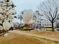 bus, 버스, plant, 식물, 목련, 사진,이미지,일러스트,캘리그라피 - 인생연주가작가 크라우드픽 - 저작권 걱정 없는 상업용 이미지