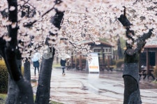 봄, 비, 벚꽃, blossom, cherryblossom, 사진,이미지,일러스트,캘리그라피 - 수리산호랑이작가 크라우드픽 - 저작권 걱정 없는 상업용 이미지