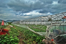 비닐하우스, 농장, 구름, 하우스, 폐농, 사진,이미지,일러스트,캘리그라피 - Deep bLUE작가 크라우드픽 - 저작권 걱정 없는 상업용 이미지