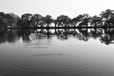 풍경, 경치, 자연, 저수지, 왕버들, 사진,이미지,일러스트,캘리그라피 - 워니앤쥬작가 크라우드픽 - 저작권 걱정 없는 상업용 이미지
