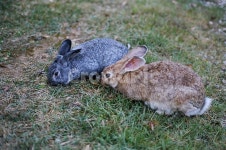 토끼, 산토끼, 토끼두마리, 토깽이, rabbit, 사진,이미지,일러스트,캘리그라피 - 이게뭐라고작가 크라우드픽 - 저작권 걱정 없는 상업용 이미지
