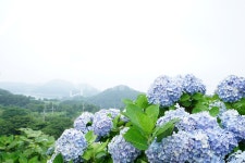 수국, 여름, 섬, 연화도, 식물, 사진,이미지,일러스트,캘리그라피 - 게으른능력자작가 크라우드픽 - 저작권 걱정 없는 상업용 이미지