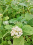 plant, 식물, 풀, 잎, 꽃, 사진,이미지,일러스트,캘리그라피 - Nkimminae82작가 크라우드픽 - 저작권 걱정 없는 상업용 이미지