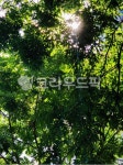 light, 빛, 나뭇잎, 나무사이, 햇살, 사진,이미지,일러스트,캘리그라피 - arron red작가 크라우드픽 - 저작권 걱정 없는 상업용 이미지