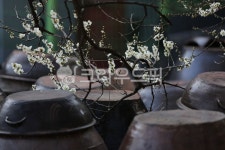꽃, 장독대, 매화, flower, apricotflower, 사진,이미지,일러스트,캘리그라피 - jdh1929작가 크라우드픽 - 저작권 걱정 없는 상업용 이미지