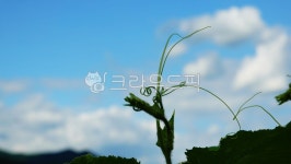 호박잎, 호박줄기, 구름, 흰구름, 하늘, 사진,이미지,일러스트,캘리그라피 - 청 산작가 크라우드픽 - 저작권 걱정 없는 상업용 이미지