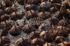 연밭, 겨울연밭, 연씨, 연잎, 연못, 사진,이미지,일러스트,캘리그라피 - 조하운해작가 크라우드픽 - 저작권 걱정 없는 상업용 이미지