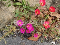 flower, 채송화, 꽃, 핑크색꽃, 나뭇잎, 사진,이미지,일러스트,캘리그라피 - wopp2450작가 크라우드픽 - 저작권 걱정 없는 상업용 이미지