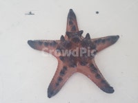 불가사리, 별, star, 바다, 푸른바다, 사진,이미지,일러스트,캘리그라피 - SunRain작가 크라우드픽 - 저작권 걱정 없는 상업용 이미지