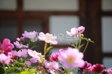 순천만국가정원1호, 테마공원, 자연생태공원, 자연, 옥외, 사진,이미지,일러스트,캘리그라피 - pandora4077작가 크라우드픽 - 저작권 걱정... 